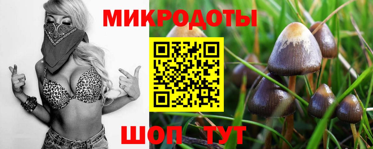 Псилоцибиновые грибы Psilocybe Саранск