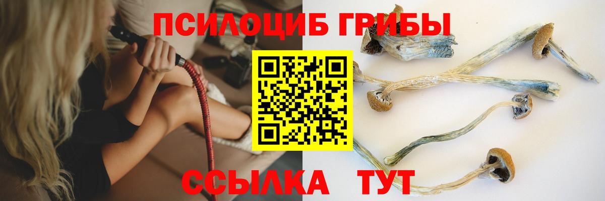 Галлюциногенные грибы Psilocybine cubensis Саранск